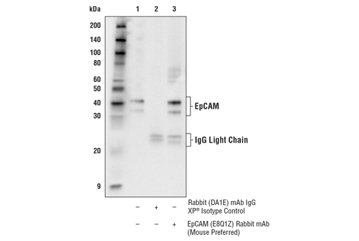 Immunoprecipitation Image 1: EpCAM (E8Q1Z) Rabbit mAb (Mouse Preferred)