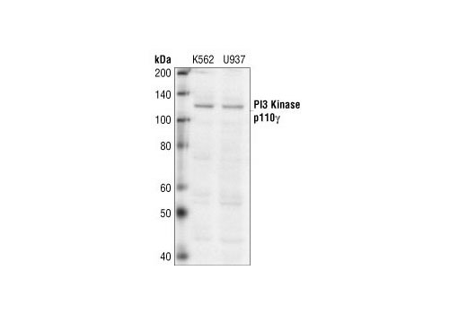 Western Blotting Image 1: PI3 Kinase p110γ Antibody