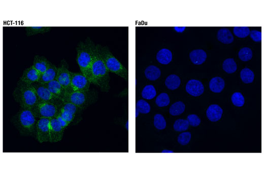 Immunofluorescence Image 1: DR4 (D9S1R) Rabbit mAb