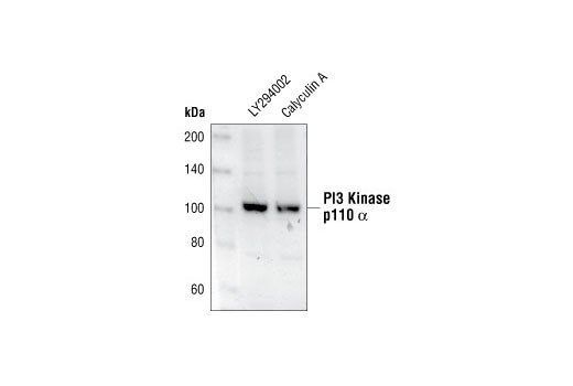 Western Blotting Image 1: PI3 Kinase p110α Antibody