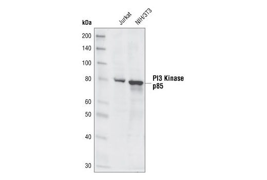  Image 7: PI3 Kinase Antibody Sampler Kit