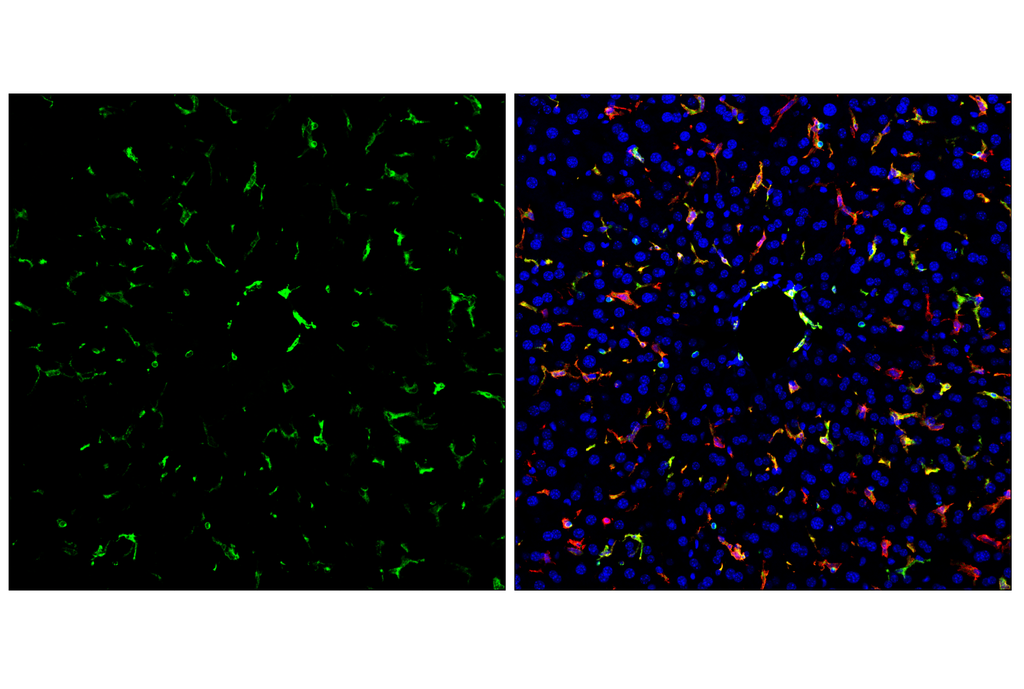 Immunofluorescence Image 2: MHC Class II (I-A/I-E) (M5/114.15.2) Rat mAb (FITC Conjugate)