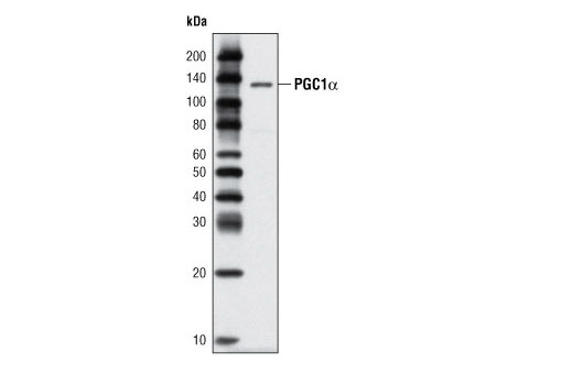 Western Blotting Image 1: PGC1α Antibody