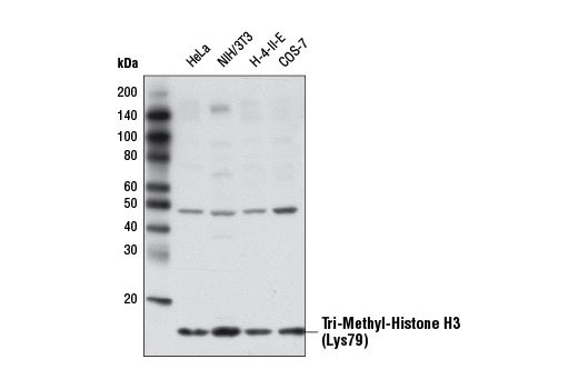 Western Blotting Image 1: Tri-Methyl-Histone H3 (Lys79) Antibody