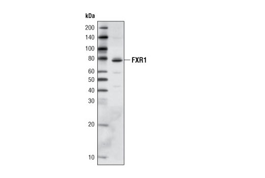 Western Blotting Image 1: FXR1 (L662) Antibody