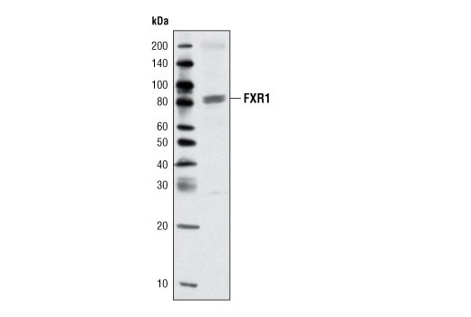 Western Blotting Image 2: FXR1 (L662) Antibody