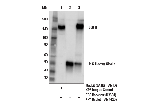  Image 19: HER/ErbB Family Antibody Sampler Kit