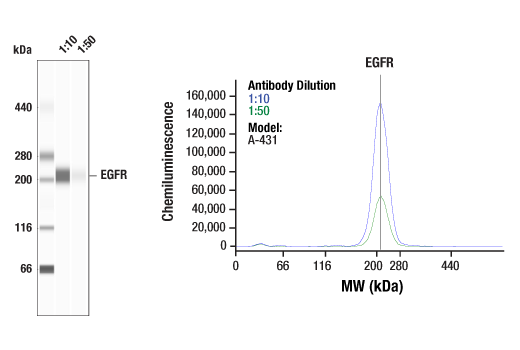 Western Blotting Image 3: EGF Receptor (D38B1) XP® Rabbit mAb