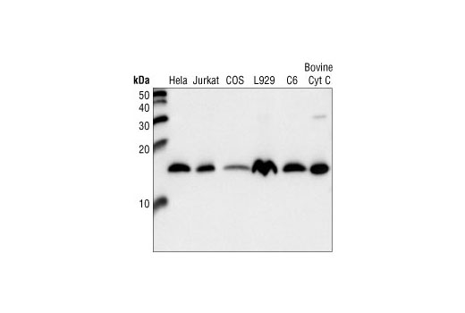 Western Blotting Image 1: Cytochrome c Antibody