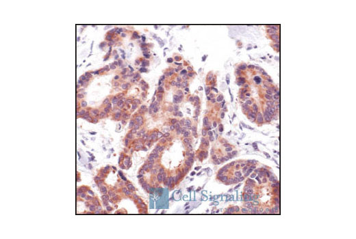 Immunohistochemistry Image 1: Cytochrome c Antibody