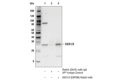 Immunoprecipitation Image 1: SSX1/3 (E9P5M) Rabbit mAb (Amino-terminal Antigen)