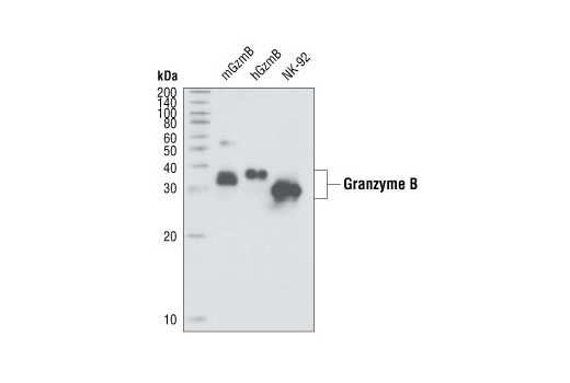 Western Blotting Image 1: Granzyme B Antibody