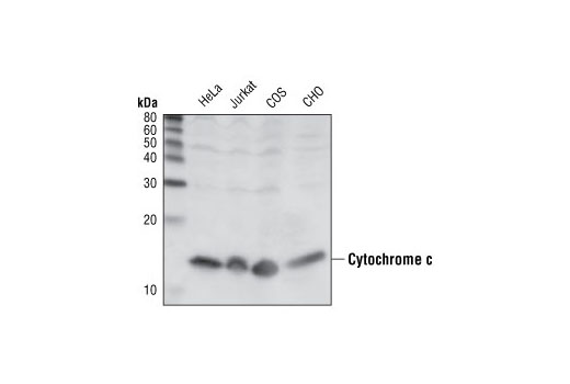 Western Blotting Image 1: Cytochrome c (136F3) Rabbit mAb