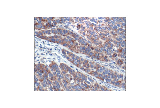 Immunohistochemistry Image 1: Cytochrome c (136F3) Rabbit mAb
