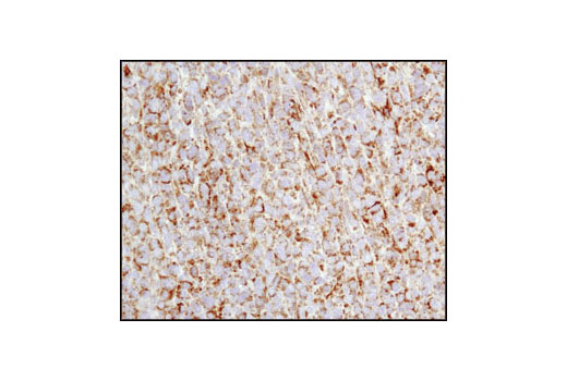 Immunohistochemistry Image 2: Cytochrome c (136F3) Rabbit mAb