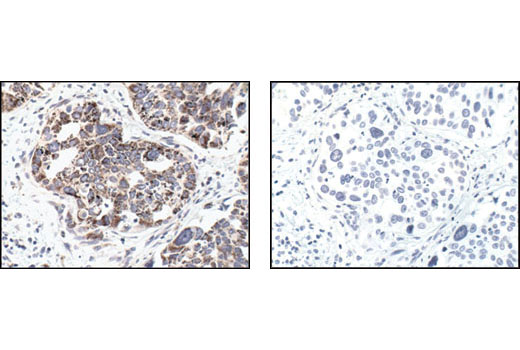 Immunohistochemistry Image 3: Cytochrome c (136F3) Rabbit mAb