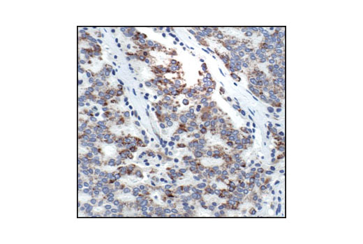 Immunohistochemistry Image 4: Cytochrome c (136F3) Rabbit mAb