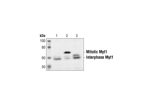 Western Blotting Image 1: Myt1 Antibody
