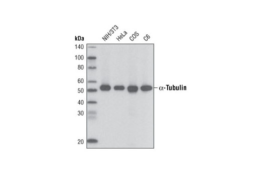 Western Blotting Image 1: α-Tubulin (11H10) Rabbit mAb (Biotinylated)