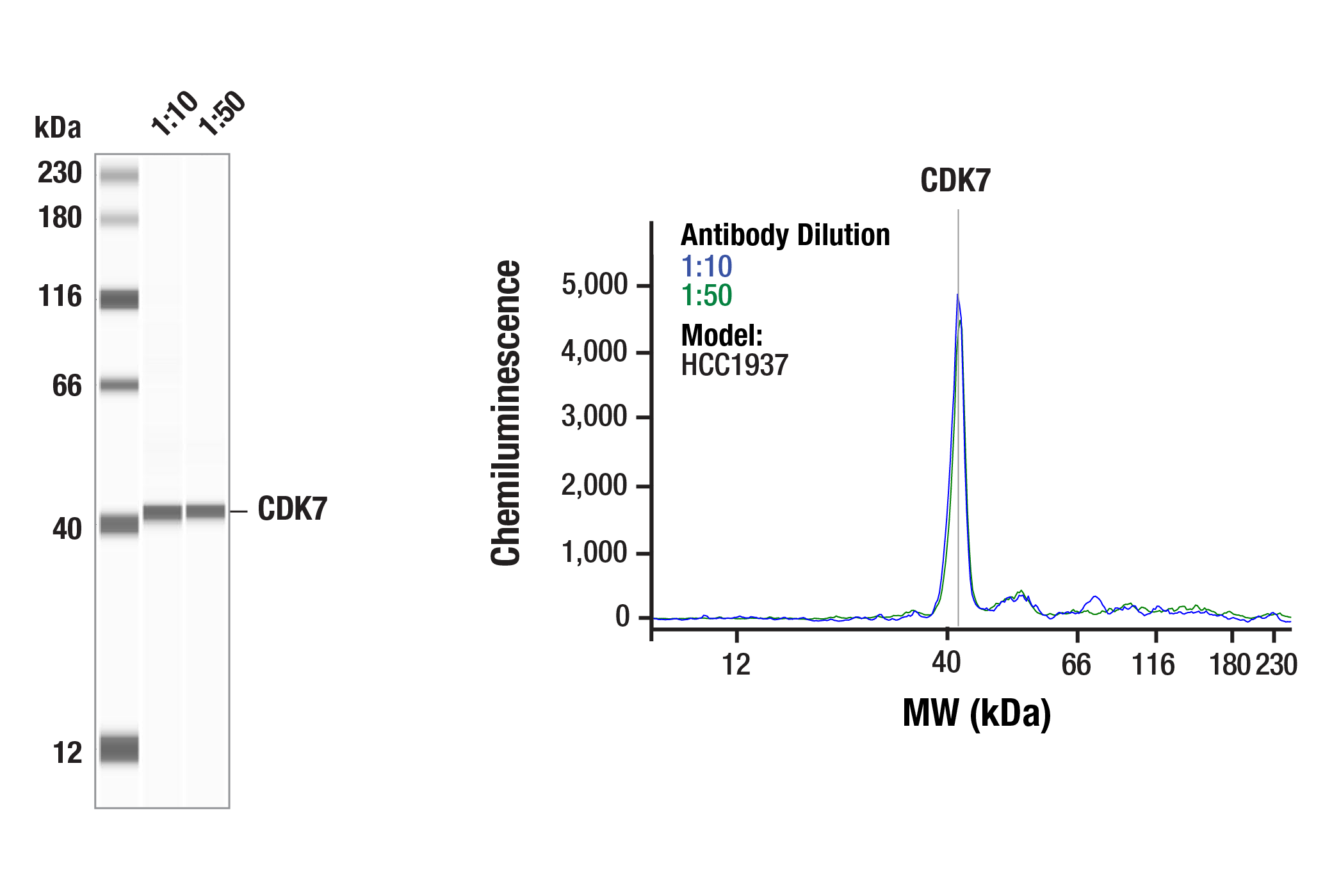 Western Blotting Image 1: CDK7 (E4K4W) Rabbit Monoclonal Antibody