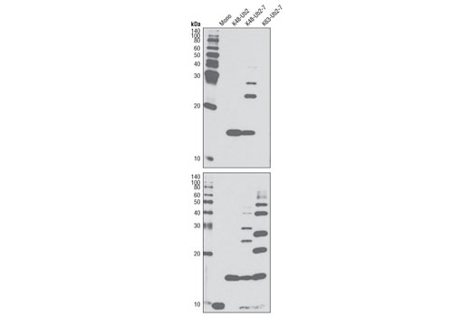 Western Blotting Image 1: K48-linkage Specific Polyubiquitin Antibody
