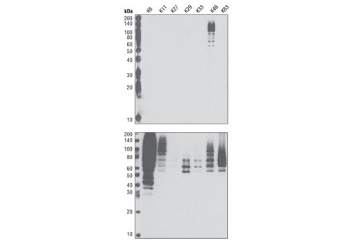 Western Blotting Image 2: K48-linkage Specific Polyubiquitin Antibody