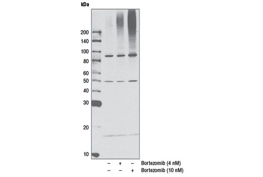 Western Blotting Image 3: K48-linkage Specific Polyubiquitin Antibody