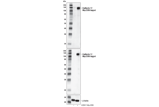 Western Blotting Image 2: Cadherin-17 Antibody