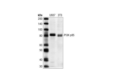 Western Blotting Image 1: PI3 Kinase p85 Antibody