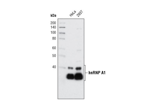 Western Blotting Image 1: hnRNP A1 (K350) Antibody