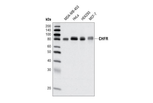Western Blotting Image 1: CHFR Antibody