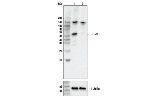  Image 4: Mouse-Reactive STING Pathway Antibody Sampler Kit