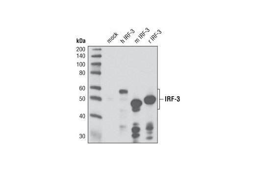  Image 12: Mouse-Reactive STING Pathway Antibody Sampler Kit