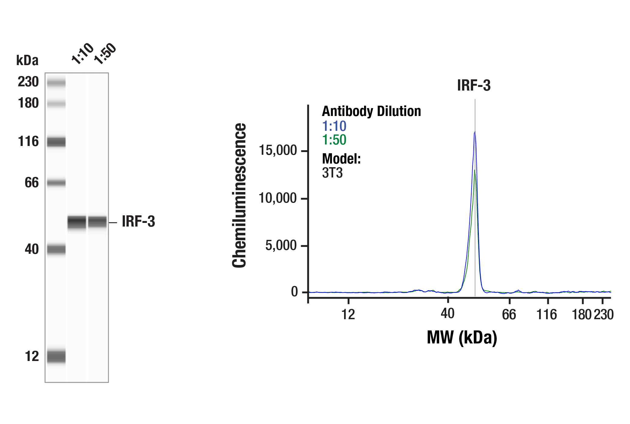 Western Blotting Image 1: IRF-3 (D83B9) Rabbit Monoclonal Antibody