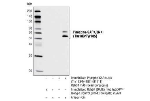 Immunoprecipitation Image 1: Phospho-SAPK/JNK (Thr183/Tyr185) (81E11) Rabbit mAb (Sepharose® Bead Conjugate)