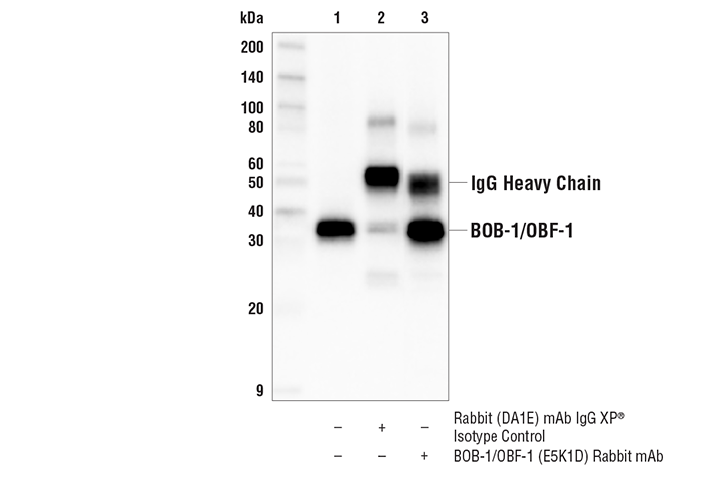 Immunoprecipitation Image 1: BOB-1/OBF-1 (E5K1D) Rabbit mAb