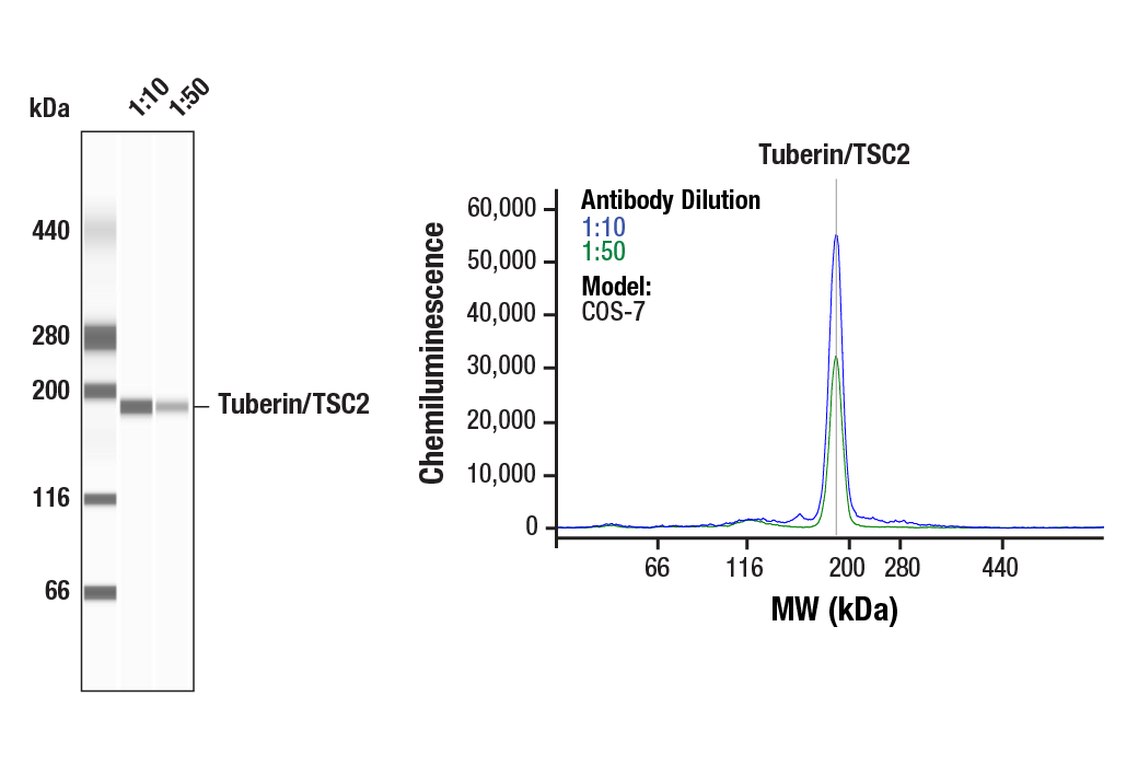  Image 1: Phospho-TSC2 Antibody Sampler Kit