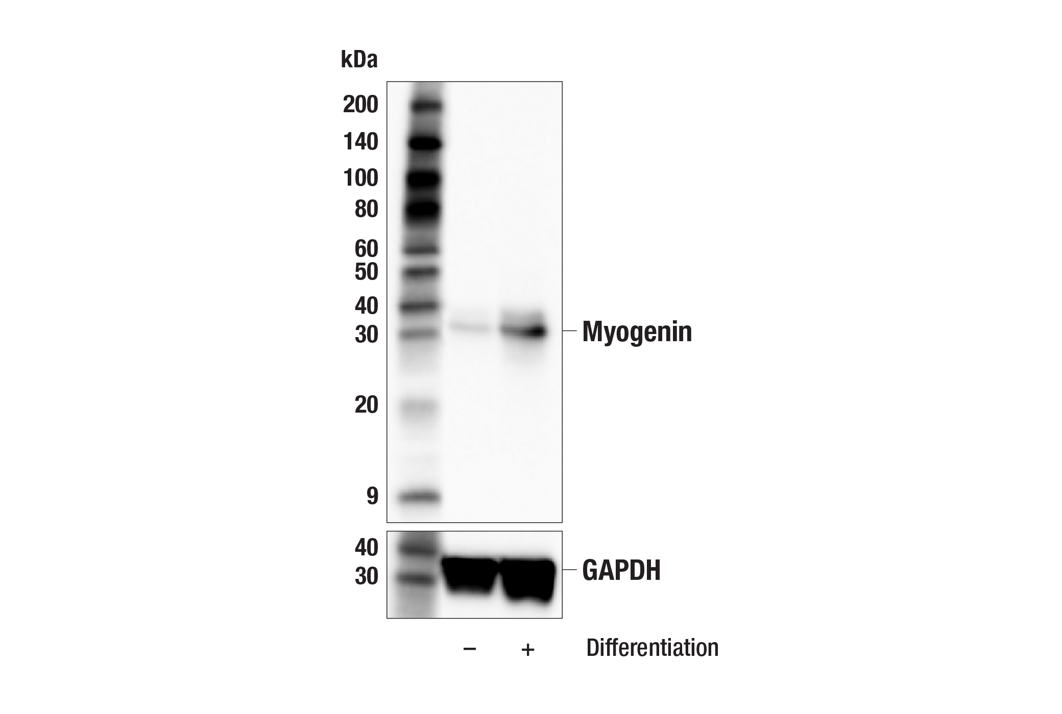 Western Blotting Image 2: Myogenin (E9A1S) Rabbit mAb