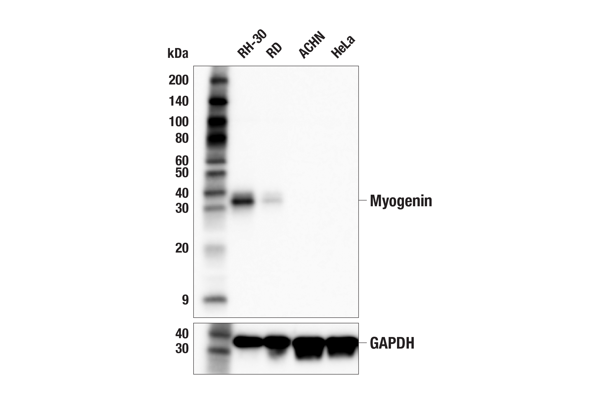 Western Blotting Image 3: Myogenin (E9A1S) Rabbit mAb