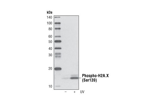 Western Blotting Image 1: Phospho-Histone H2A.X (Ser139) (20E3) Rabbit mAb (Biotinylated)