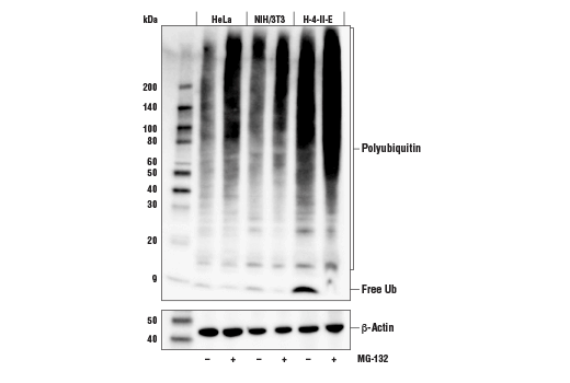  Image 4: CRL4/CRBN Targeted Protein Degradation Complex Antibody Sampler Kit