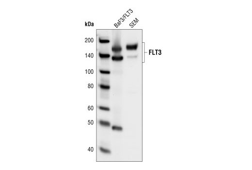 Western Blotting Image 1: FLT3 (8F2) Rabbit mAb (BSA and Azide Free)