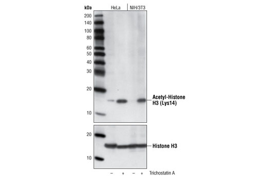 Western Blotting Image 1: Acetyl-Histone H3 (Lys14) Antibody