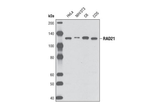 Western Blotting Image 1: RAD21 (D213) Antibody