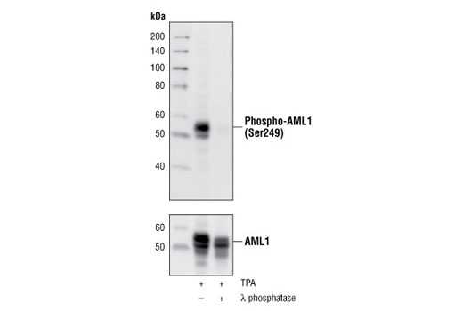 Western Blotting Image 3: Phospho-AML1 (Ser249) Antibody