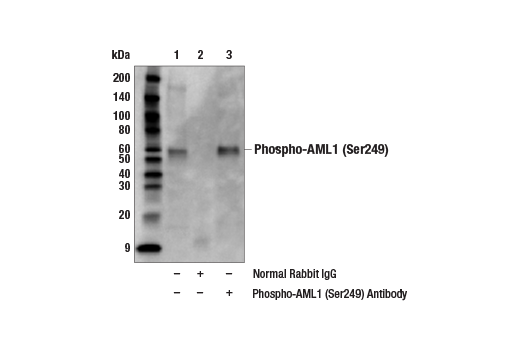 Immunoprecipitation Image 1: Phospho-AML1 (Ser249) Antibody