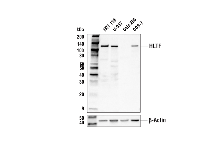 Western Blotting Image 1: HLTF Antibody