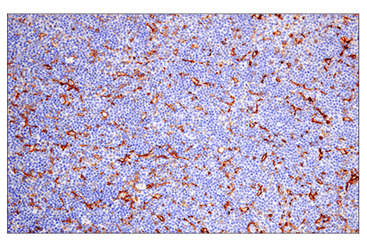 Immunohistochemistry Image 1: CD38 (E7Z8C) XP® Rabbit mAb (BSA and Azide Free)