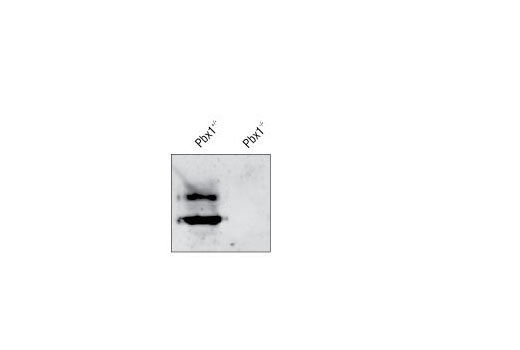 Western Blotting Image 1: Pbx1 Antibody