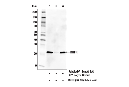 Immunoprecipitation Image 1: DHFR (E6L1H) Rabbit mAb